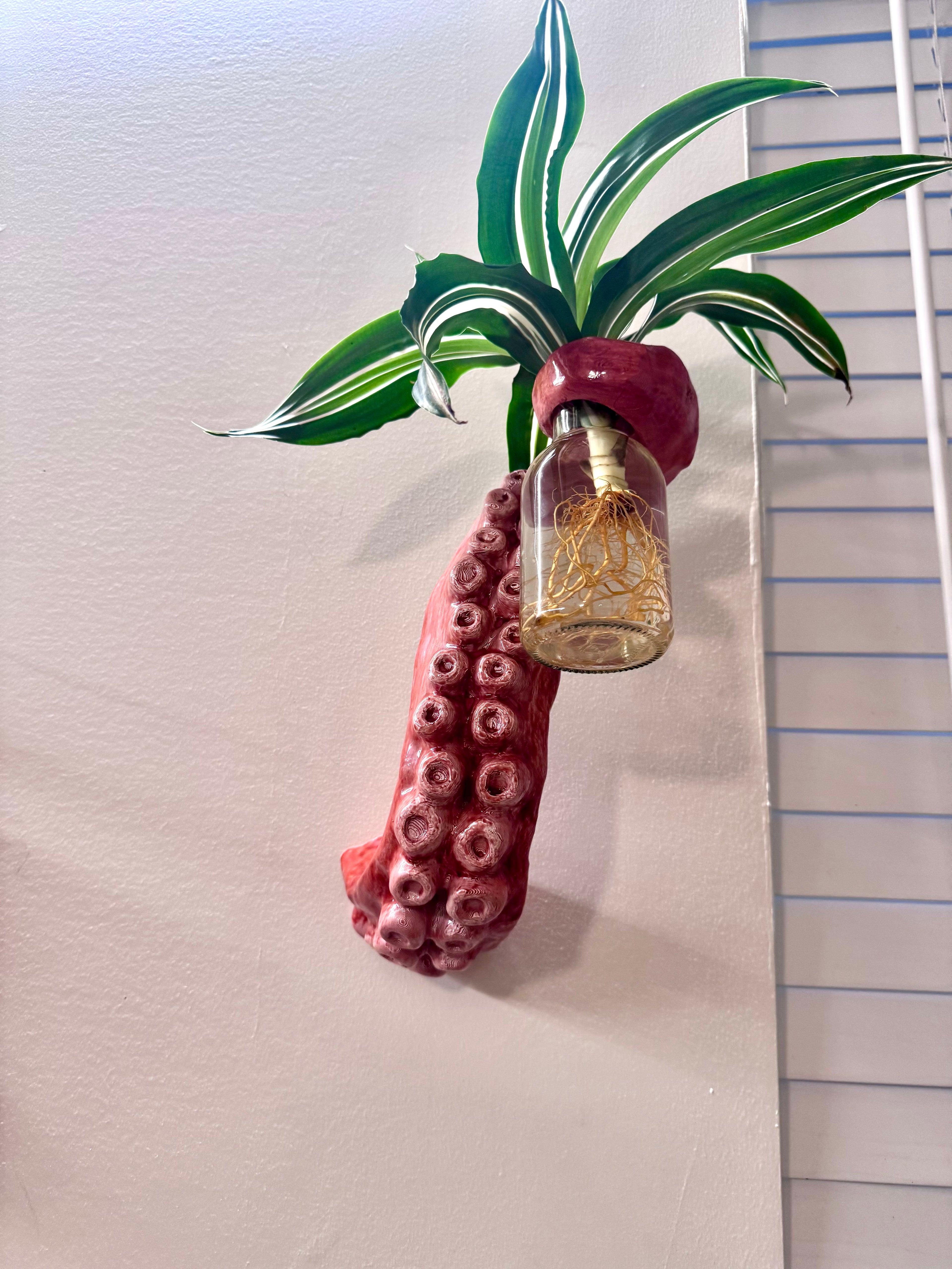 Octopus holding plant 